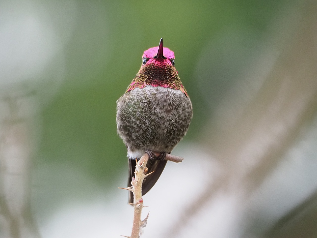 Attracting Hummingbirds to Your Garden